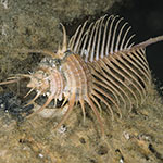 Murex pecten
